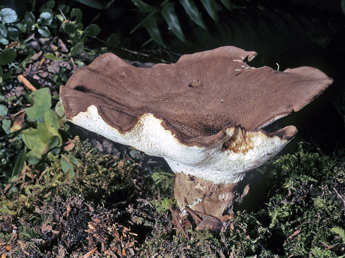 Jahnoporus hirtus